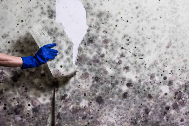 Best Residential Mold Remediation in Sewell, NJ